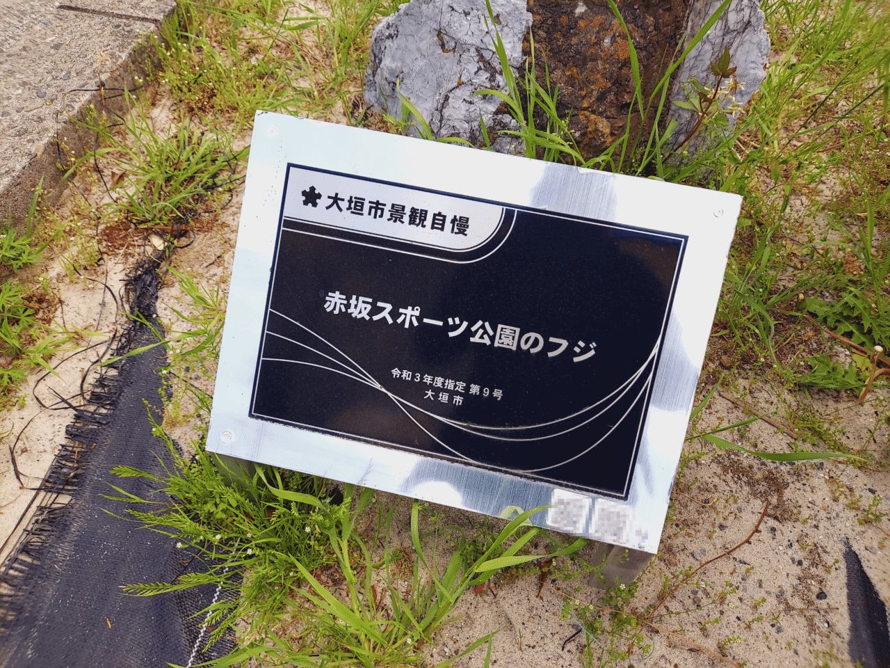 赤坂スポーツ公園藤棚