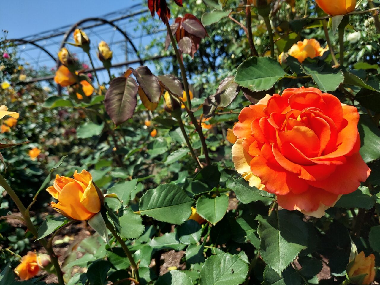 大野町バラ公園