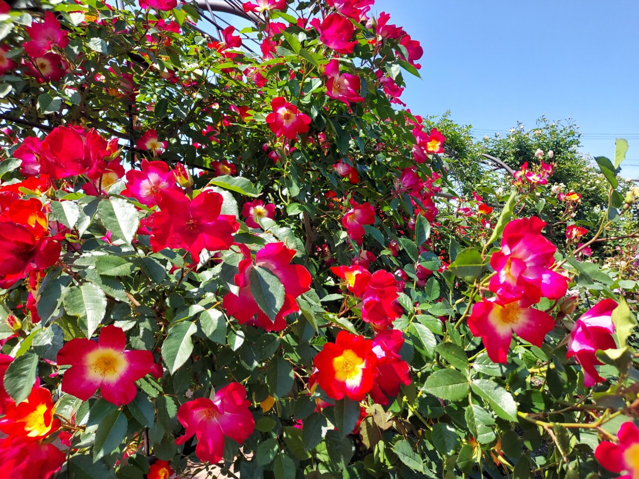大野町バラ公園