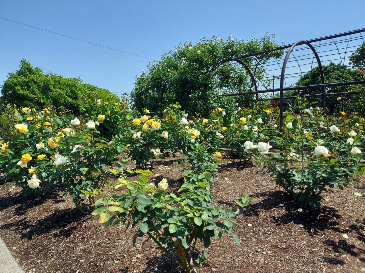 大野町バラ公園