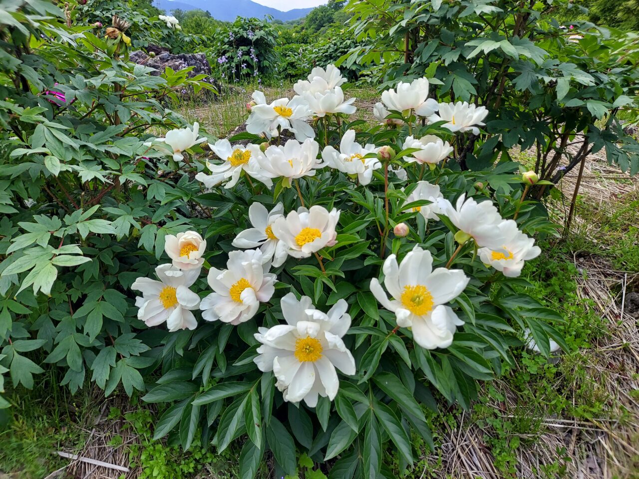 かみいしづ緑の村公園