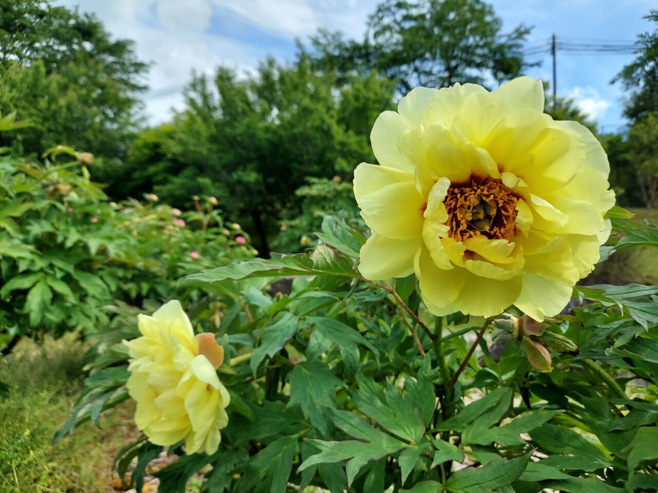 かみいしづ緑の村公園