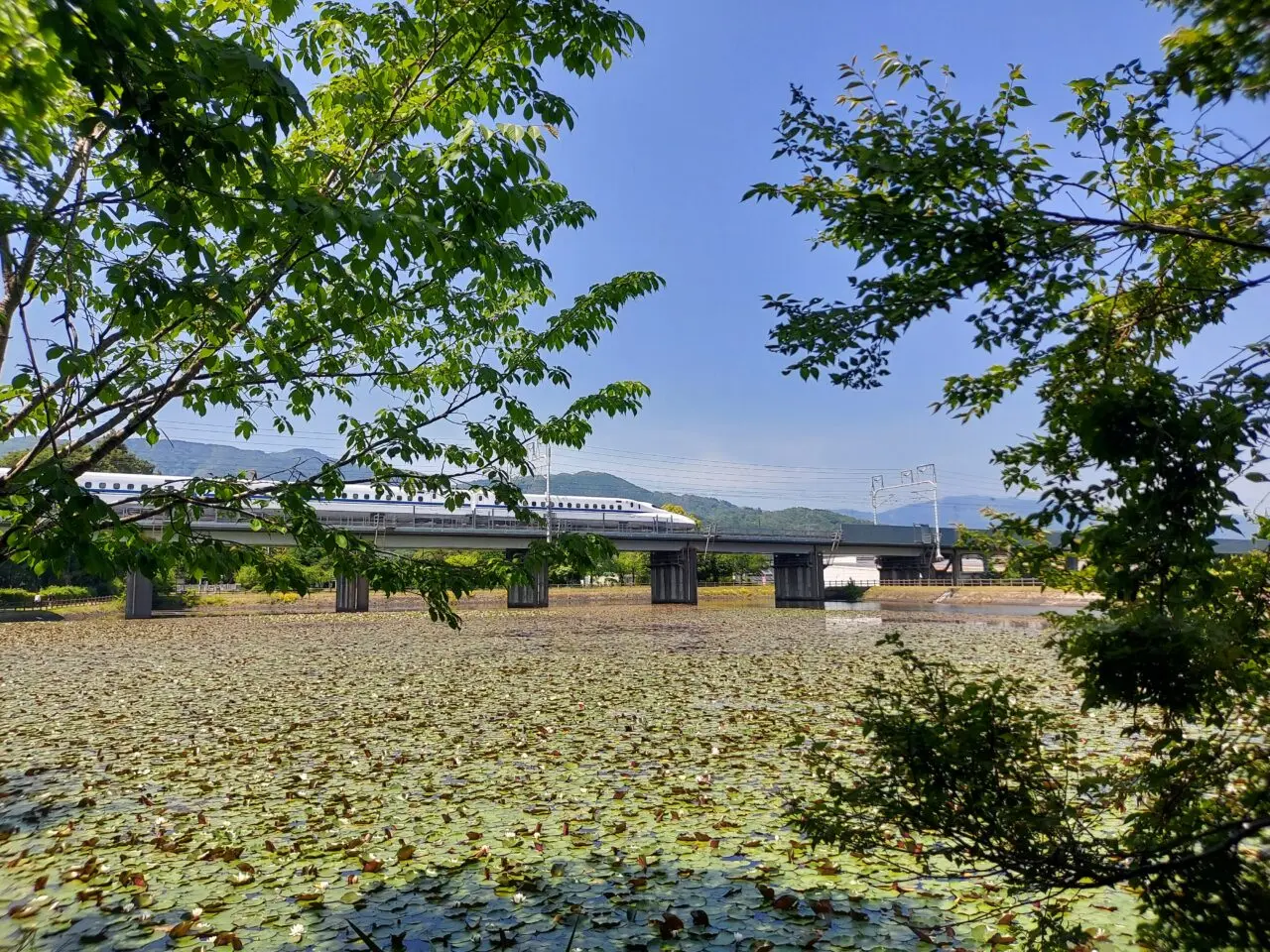 十九女池（つづらいけ）公園スイレン
