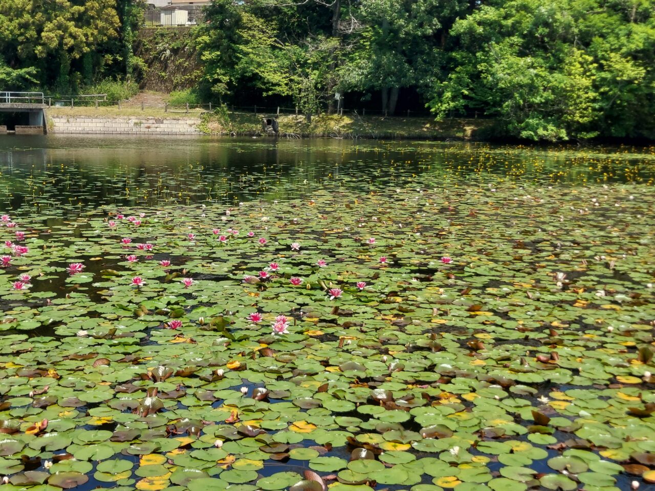 十九女池（つづらいけ）公園スイレン