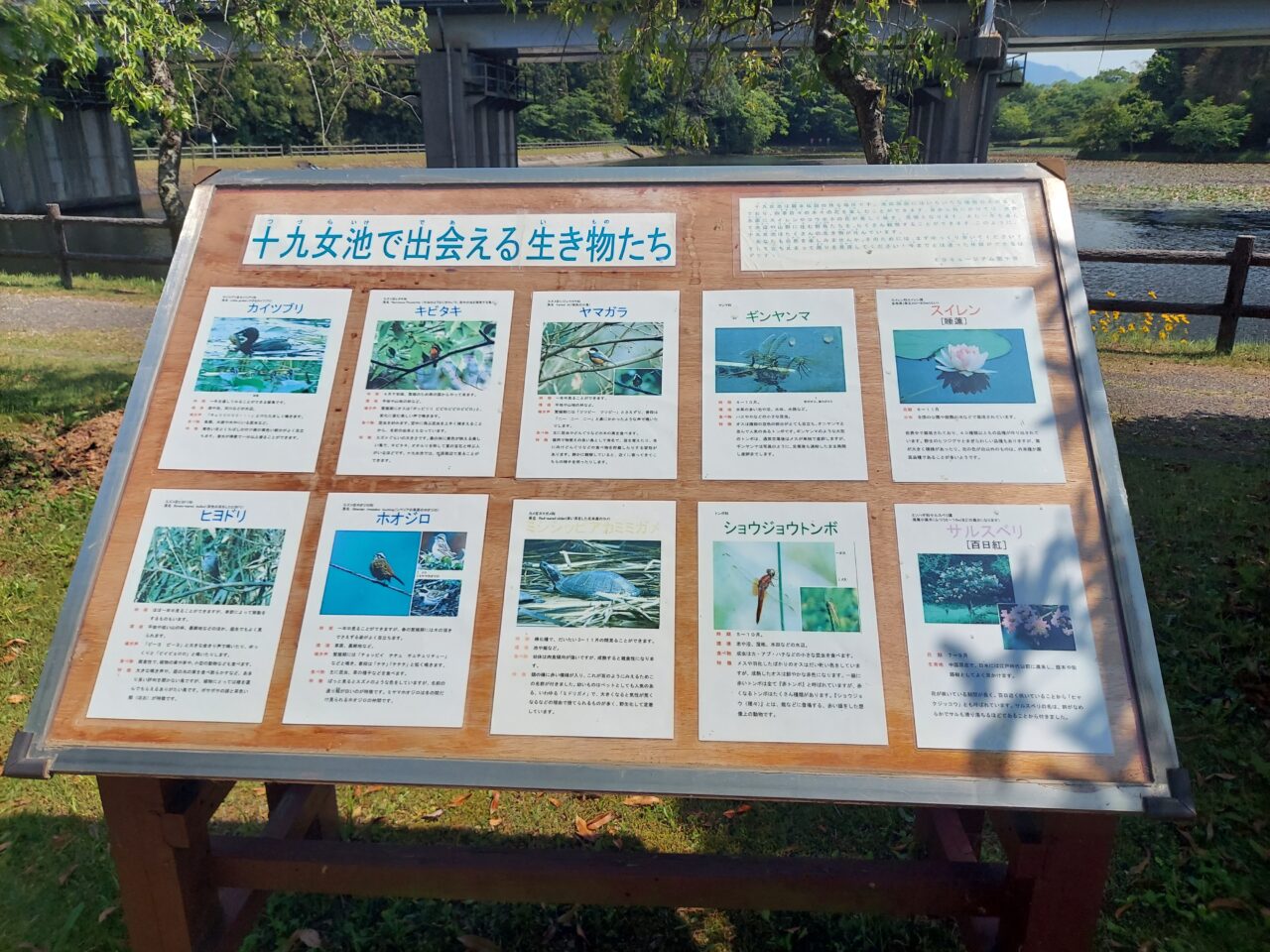 十九女池（つづらいけ）公園スイレン