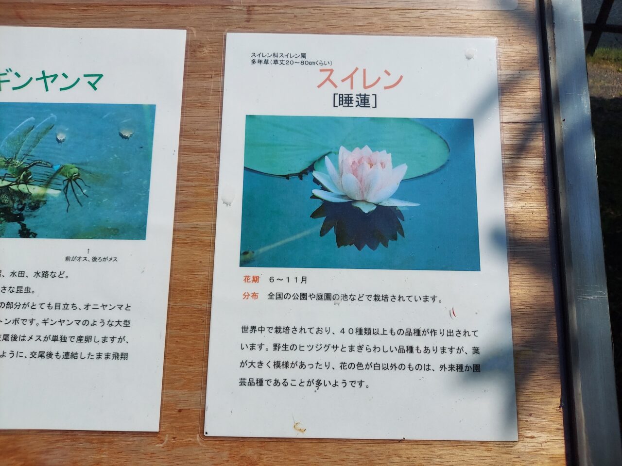 十九女池（つづらいけ）公園スイレン