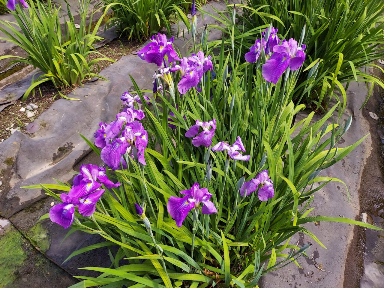 神戸町花菖蒲