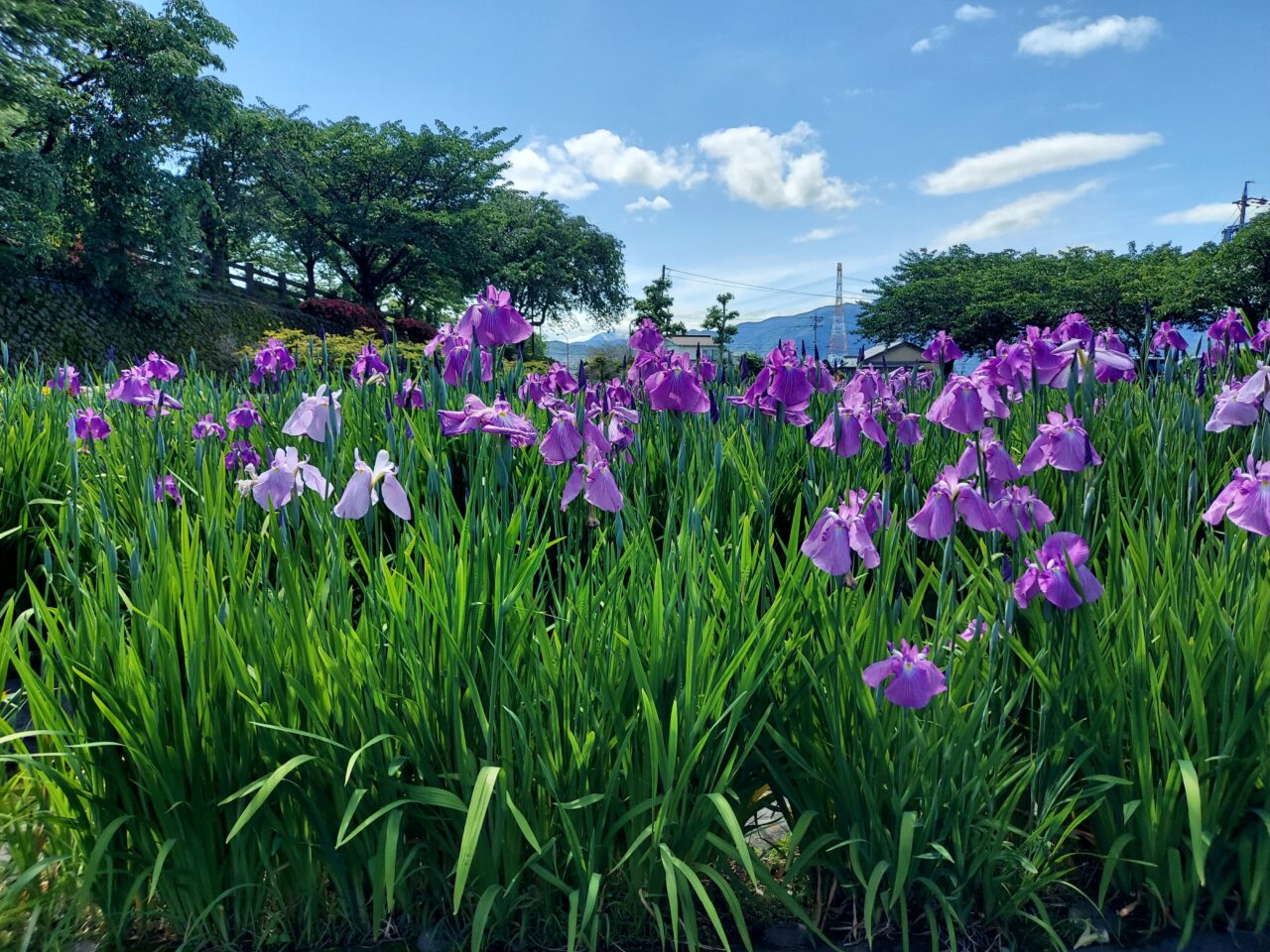 神戸町花菖蒲