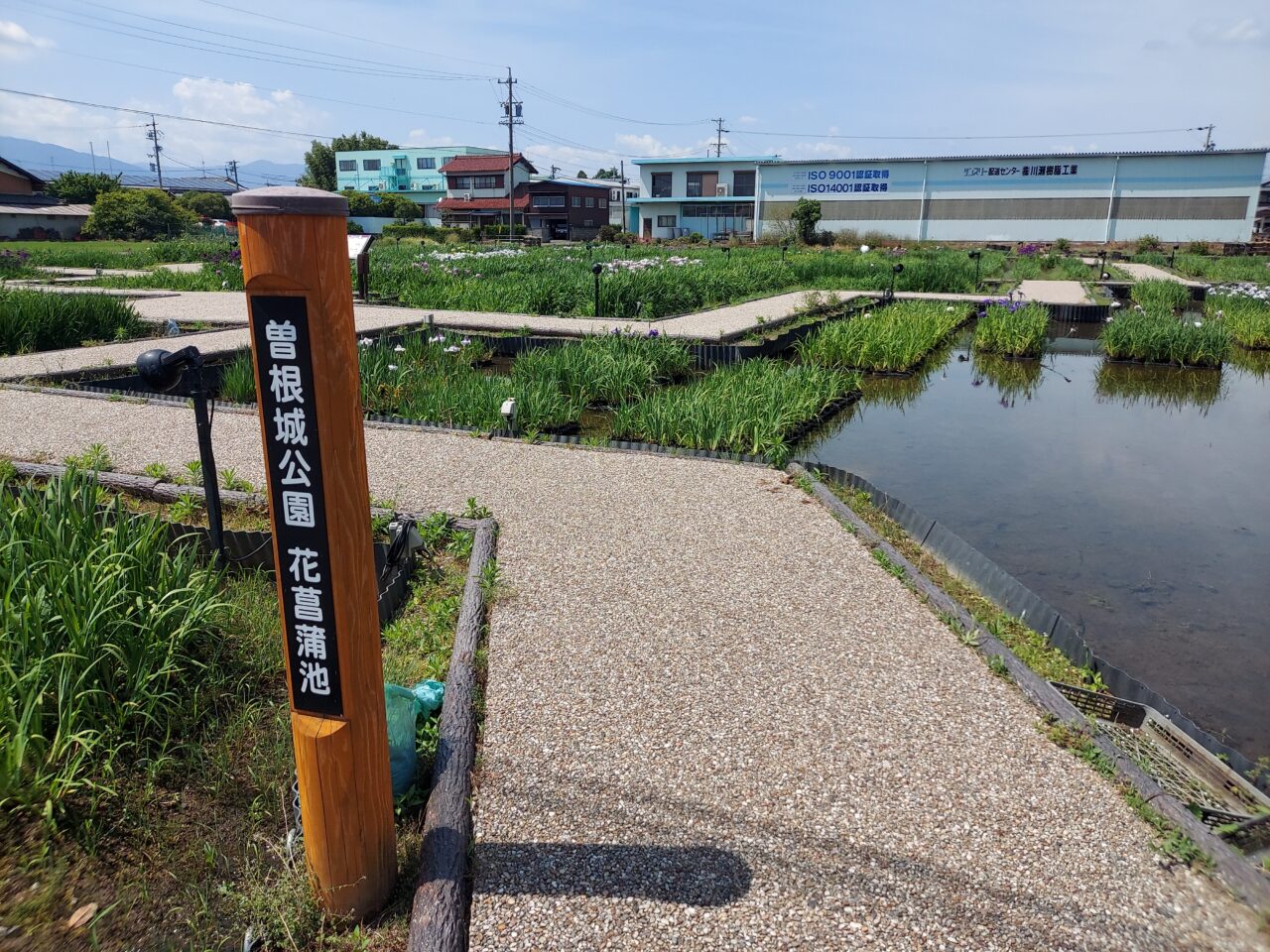 曽根城公園ハナショウブ