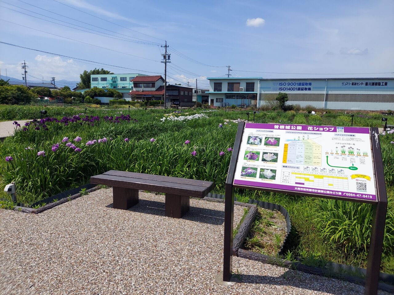 曽根城公園ハナショウブ