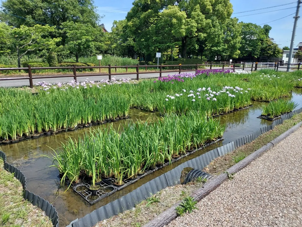 曽根城公園ハナショウブ