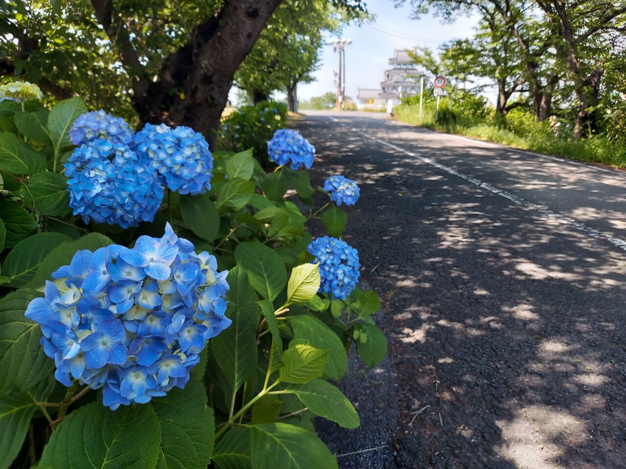 犀川あじさい2026