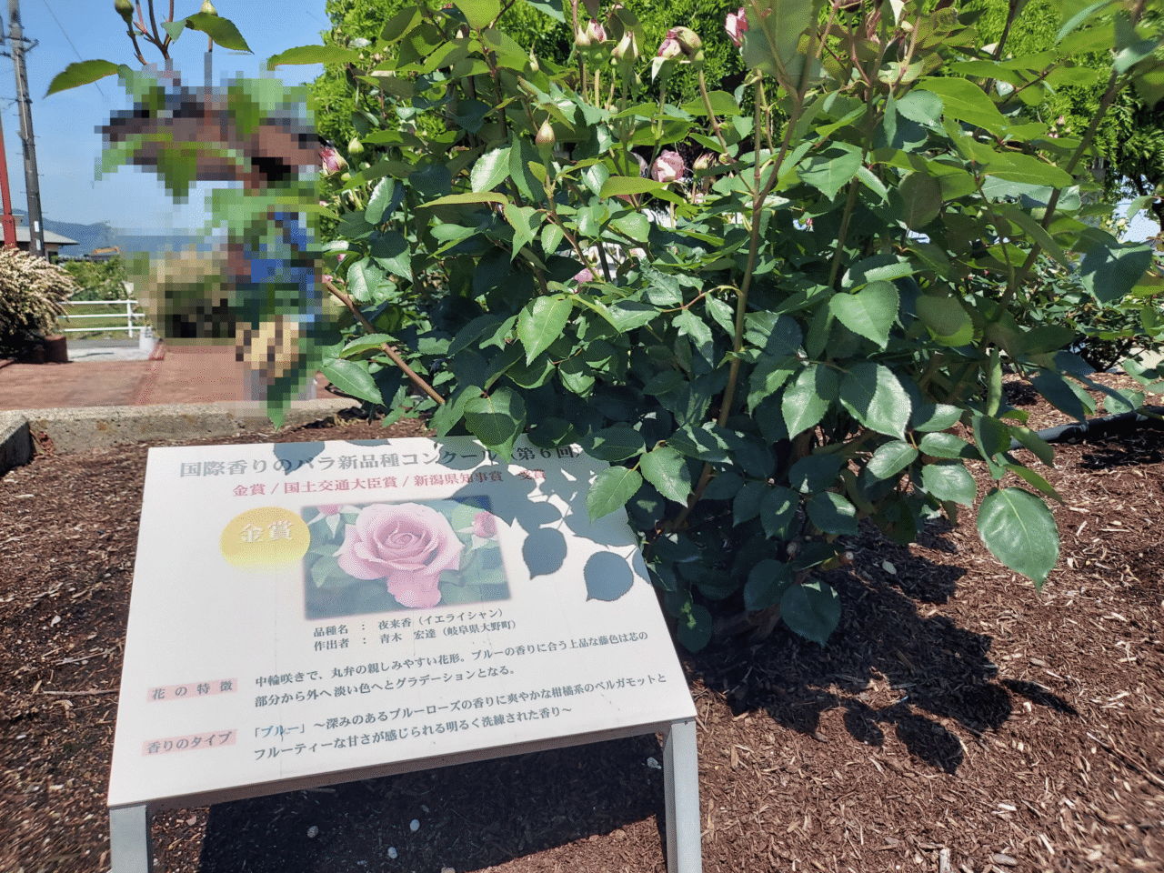 大野町バラ公園