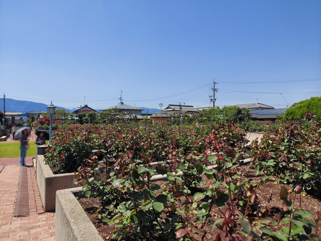大野町バラ公園