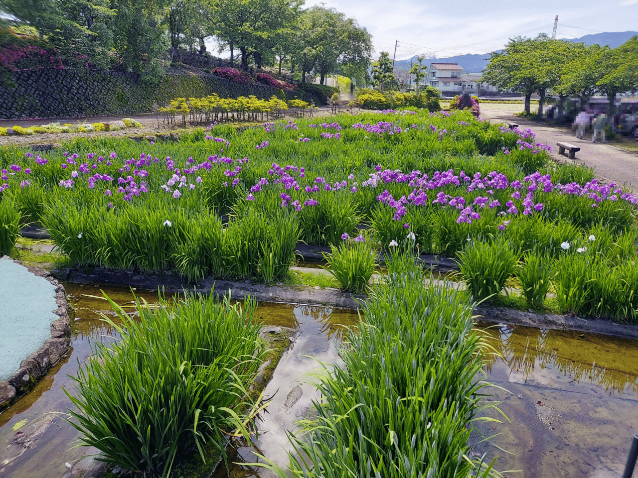神戸町花菖蒲