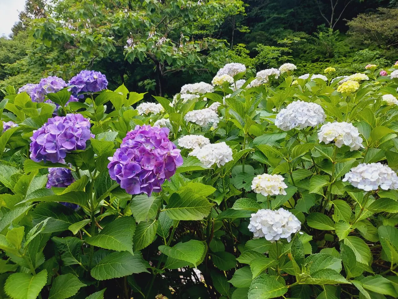月見の森