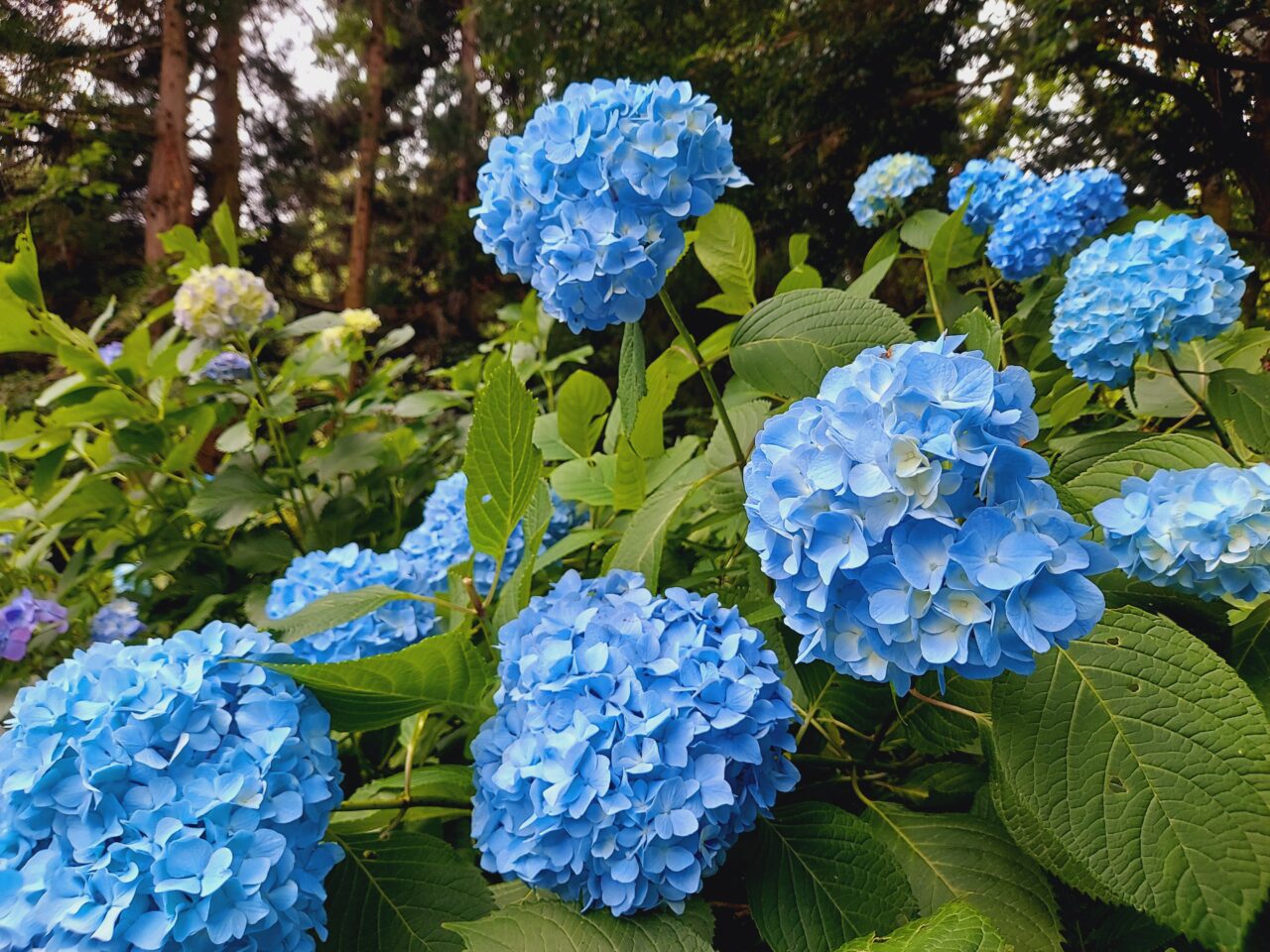 月見の森