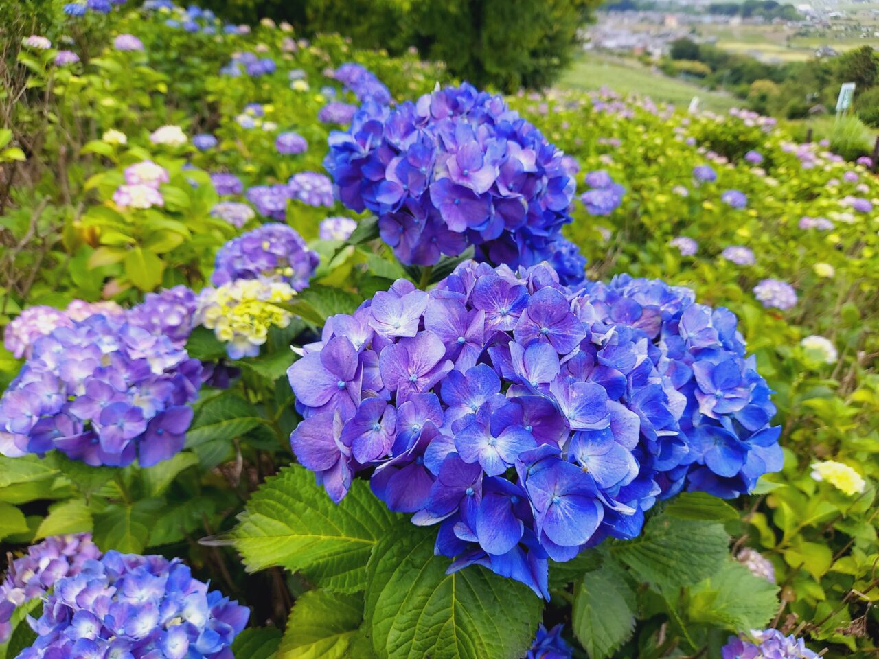 霞間ヶ渓アジサイ