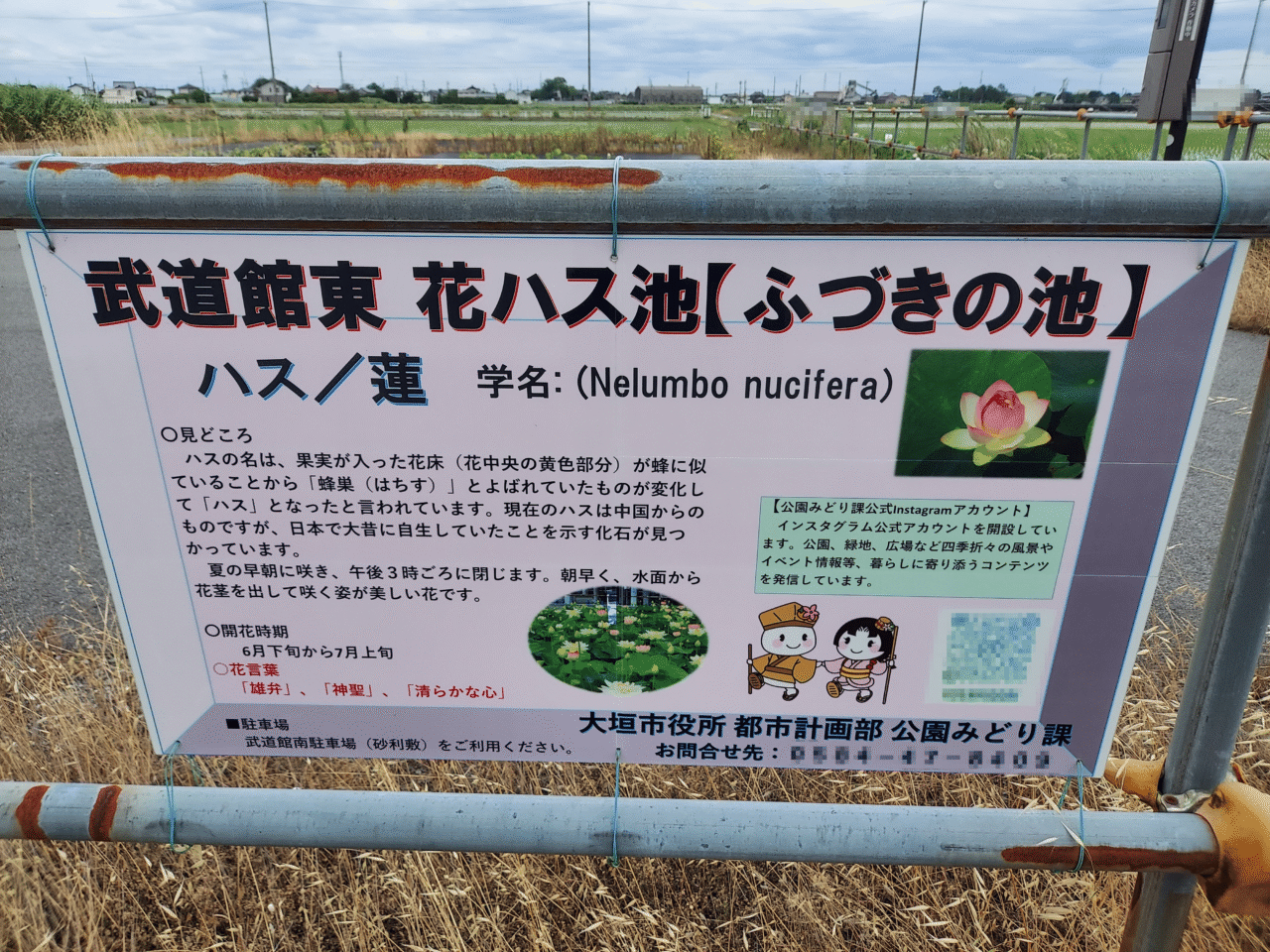 ハナハス