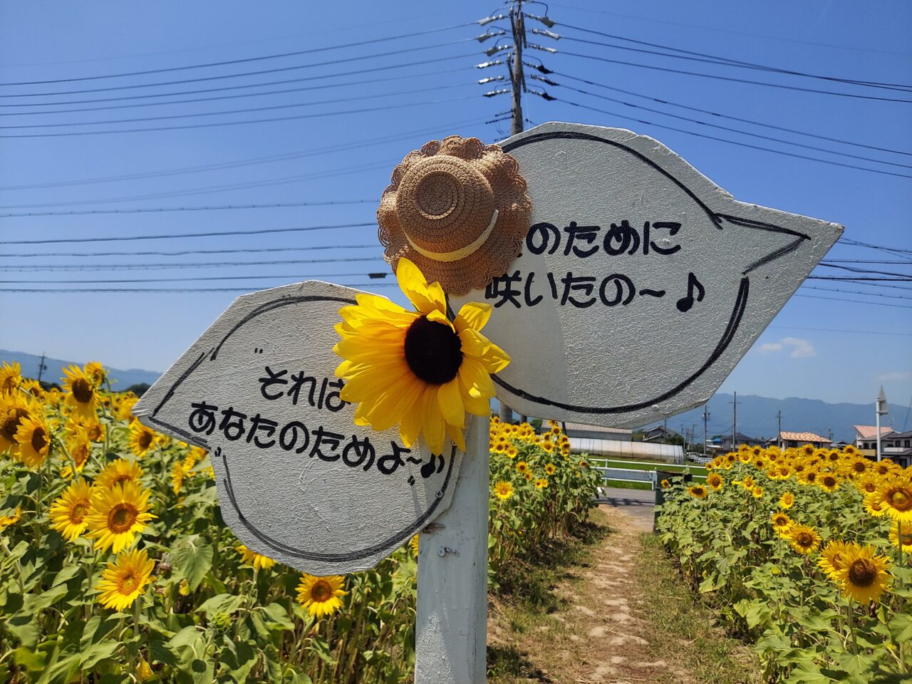 仏師川ひまわり畑
