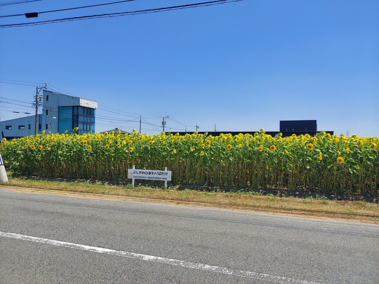 仏師川ひまわり畑
