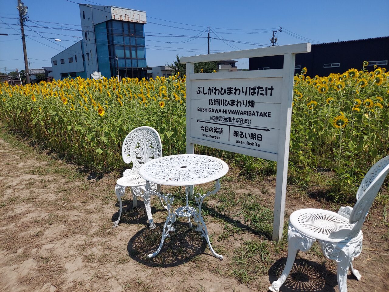 仏師川ひまわり畑