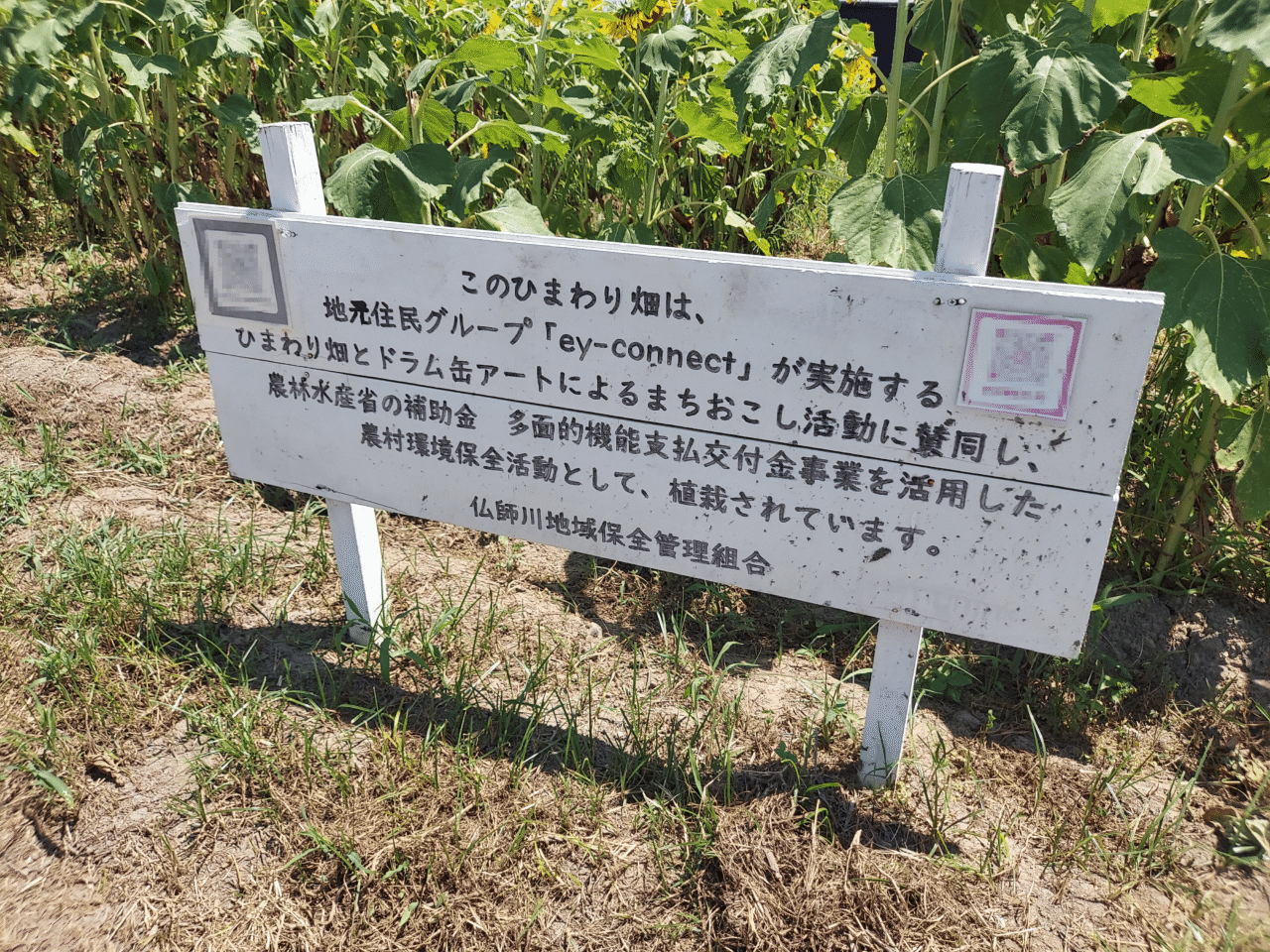 仏師川ひまわり畑