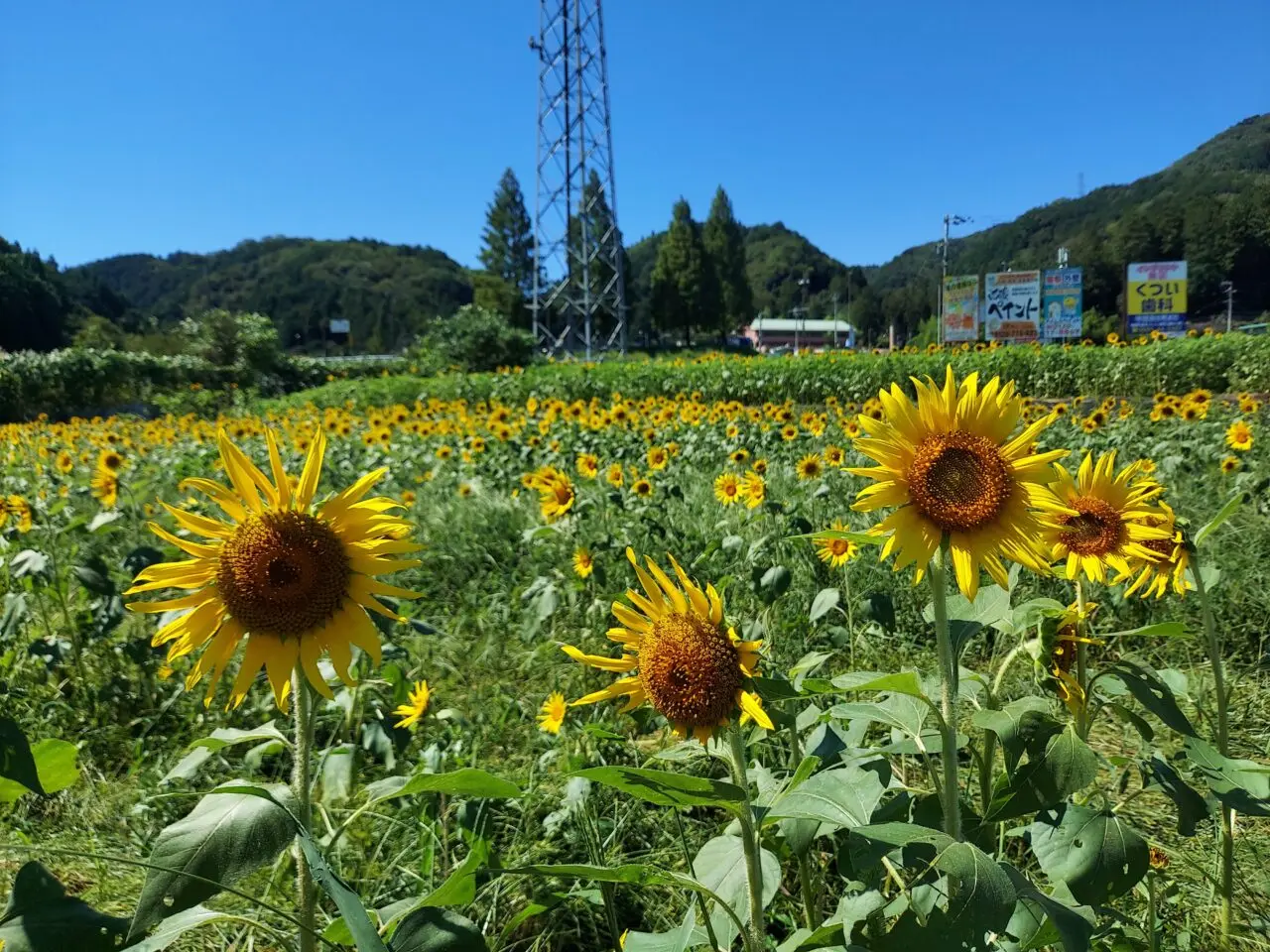 池田町片山北区ひまわり畑