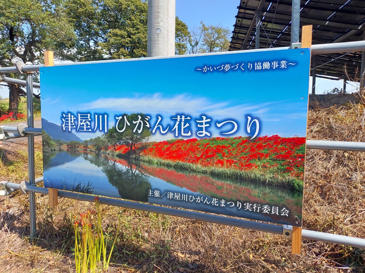 津屋川ヒガンバナ