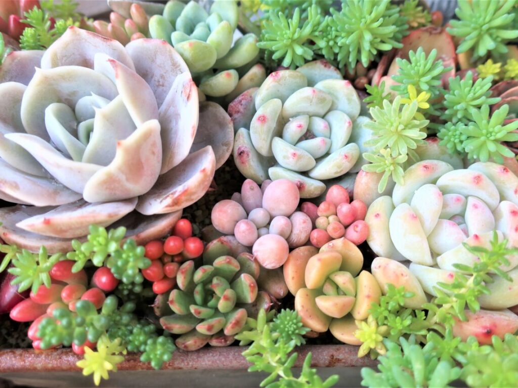多肉植物