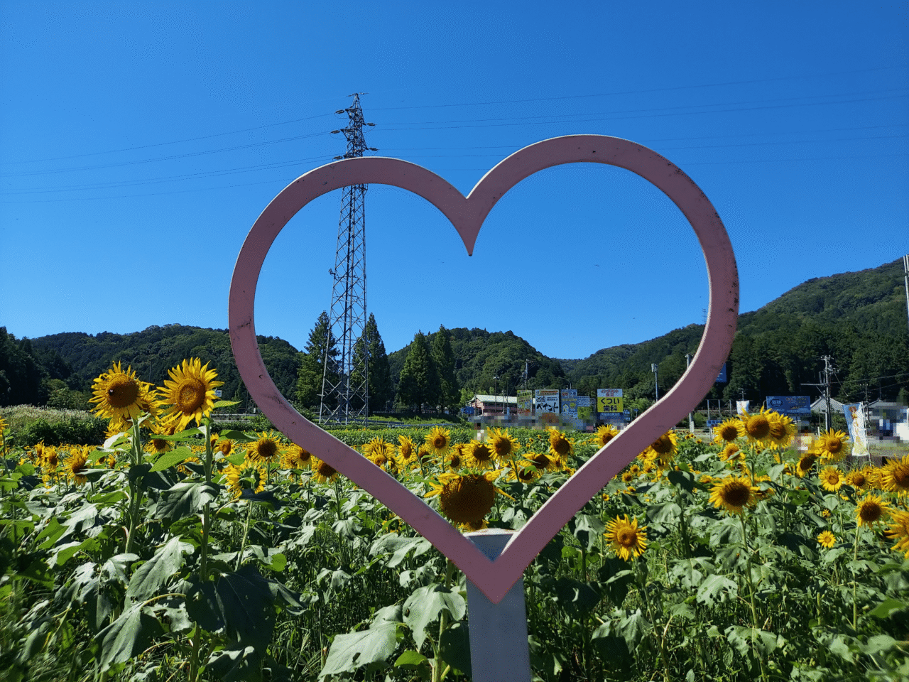 池田町片山北区ひまわり畑