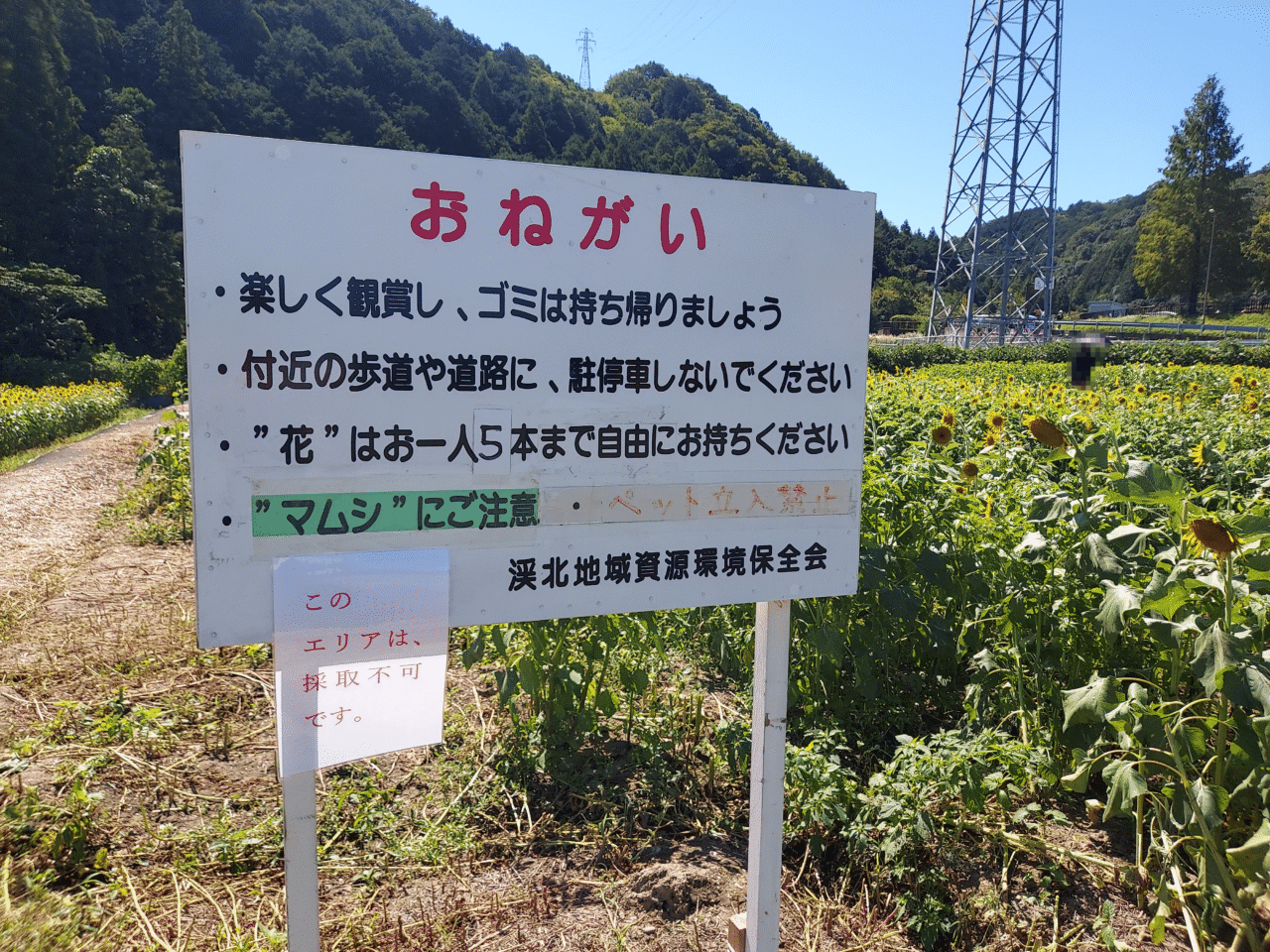 池田町片山北区ひまわり畑