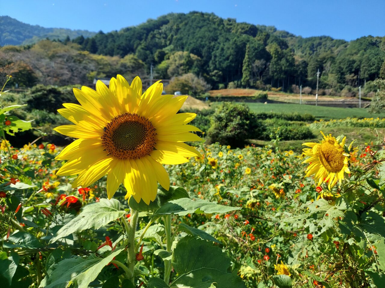 霞間ケ渓ひまわり