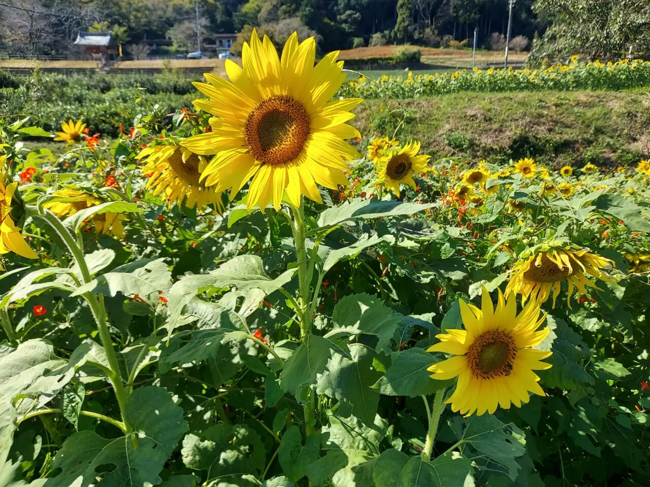 霞間ケ渓ひまわり