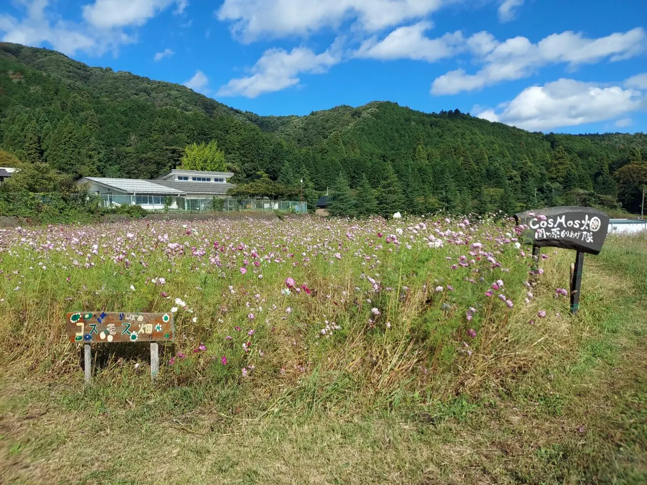 関ケ原コスモス畑