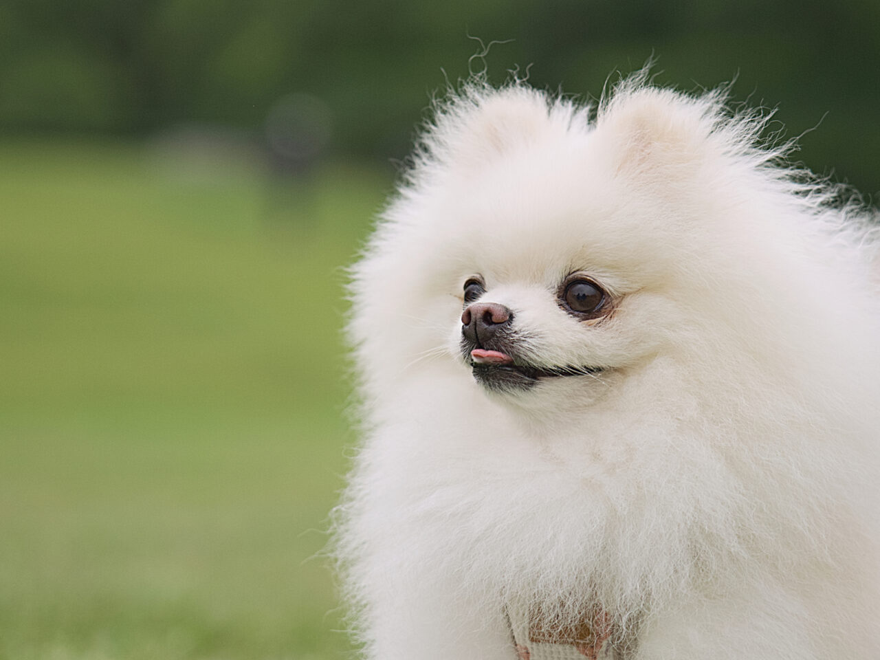 犬