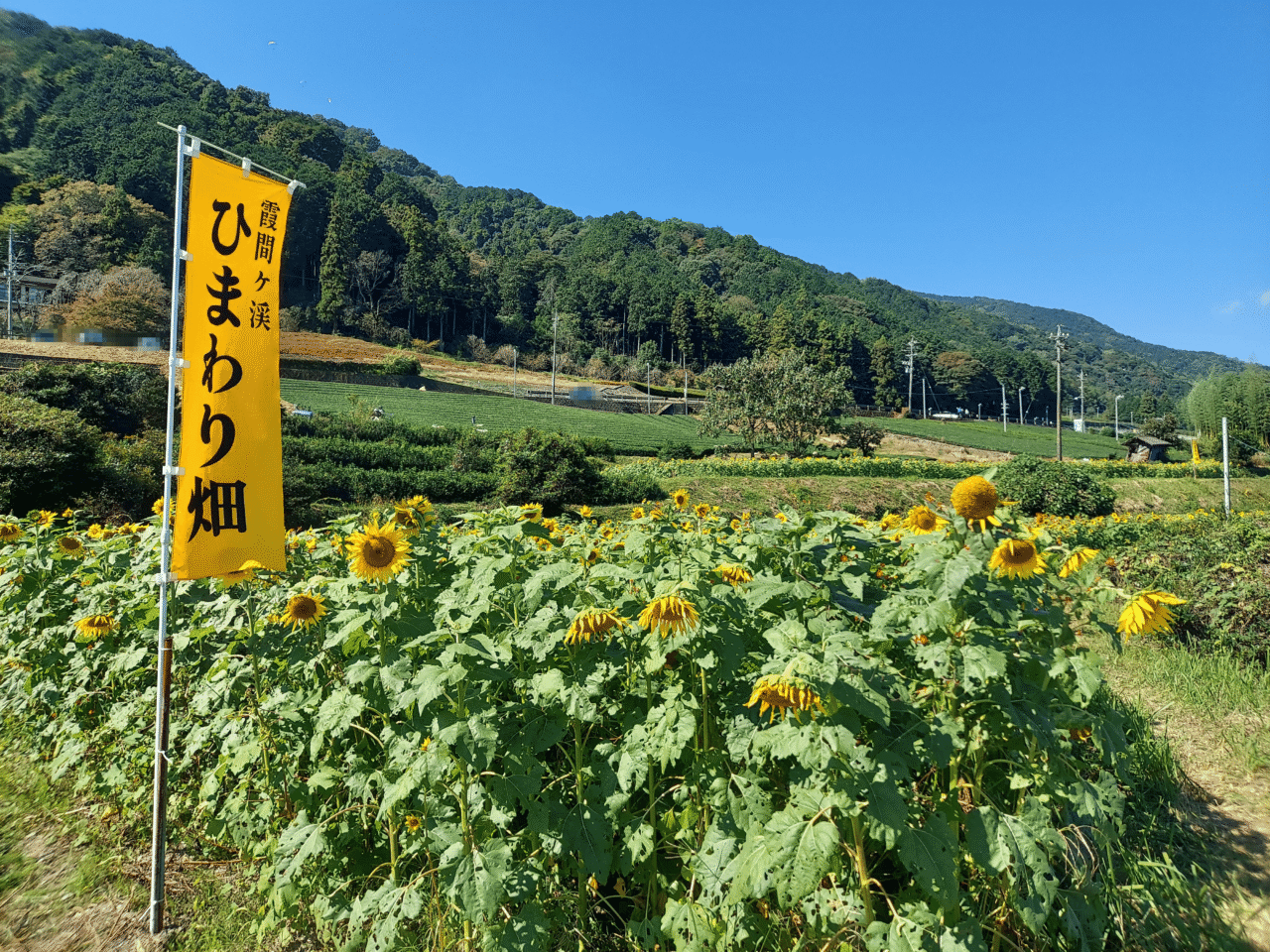 霞間ケ渓ひまわり