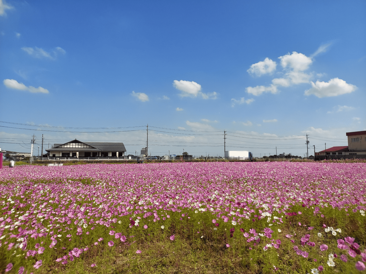 コスモス畑養老2026
